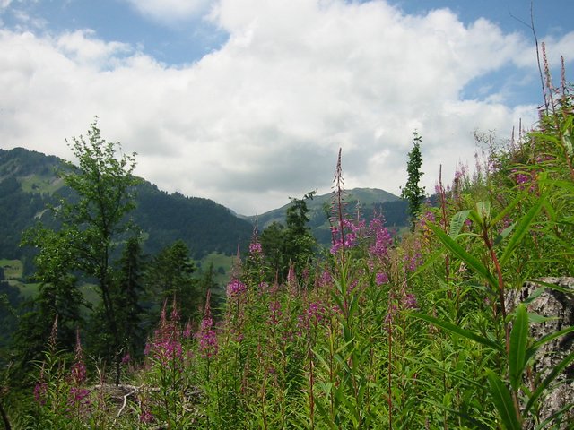 IMG_3169.JPG